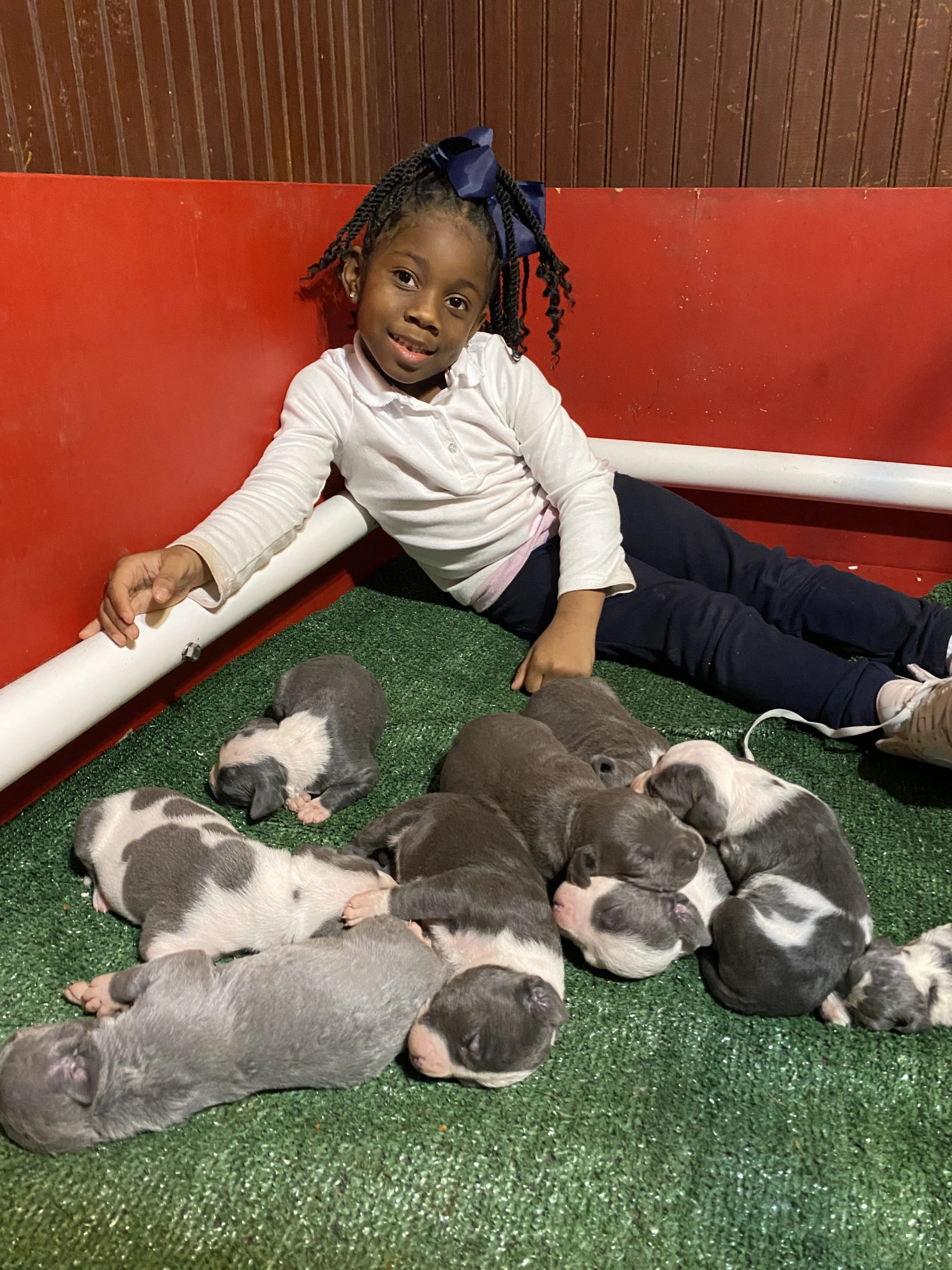 Life at Bullies Galore Kennels - Happy American Bully Dogs in Savannah GA 7