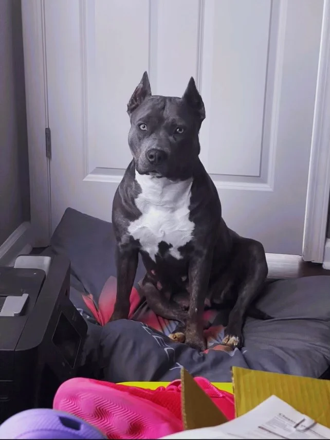 Happy Customer with Danielle's American Bully Puppy