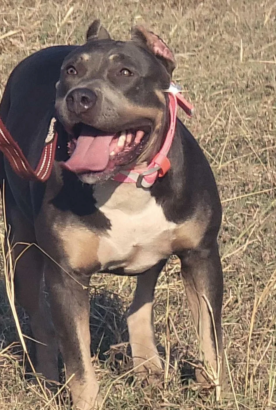 Life at Bullies Galore Kennels - Happy American Bully Dogs in Savannah GA 2