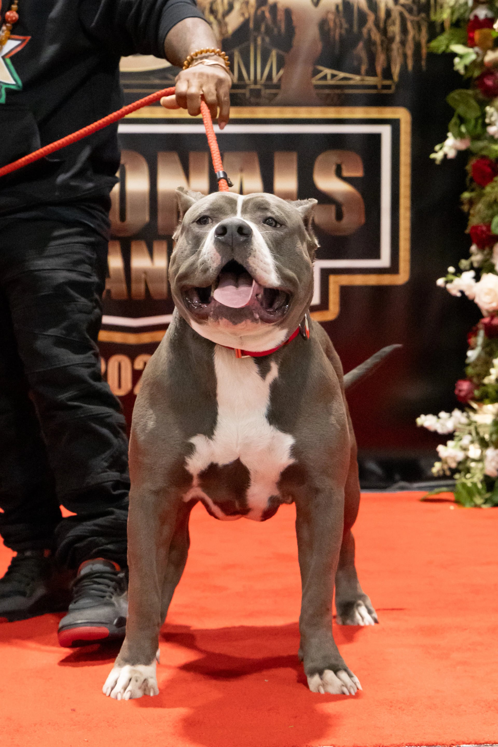 Heru Muscle Definition - XL American Bully Structure