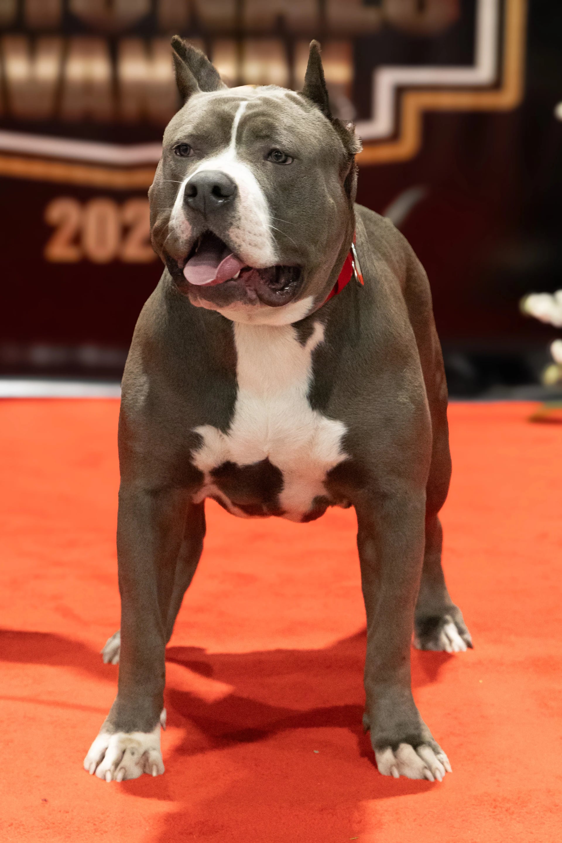 Heru American Bully Head Shot - Massive Head Size