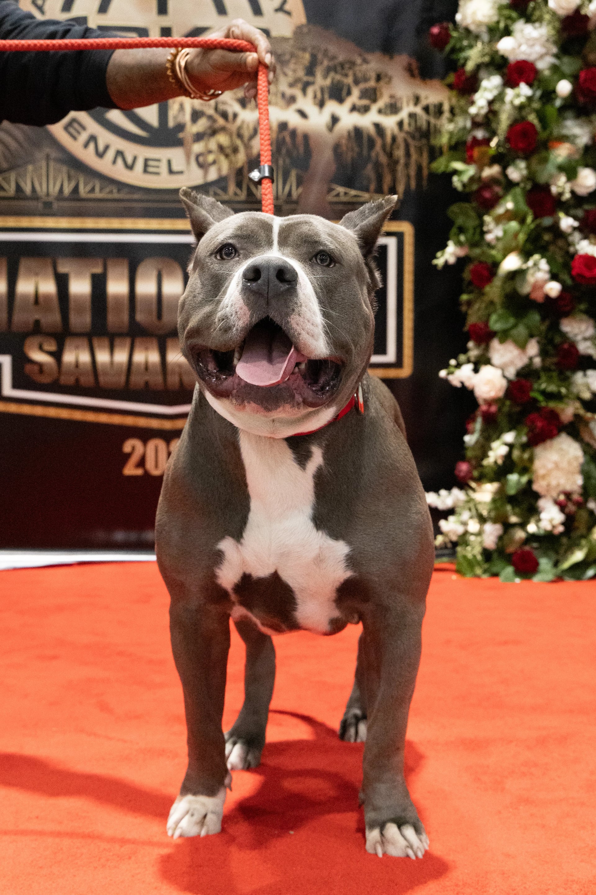 Heru The Great - Best American Bully Stud in Savannah GA - Lilac Tri XL Bully