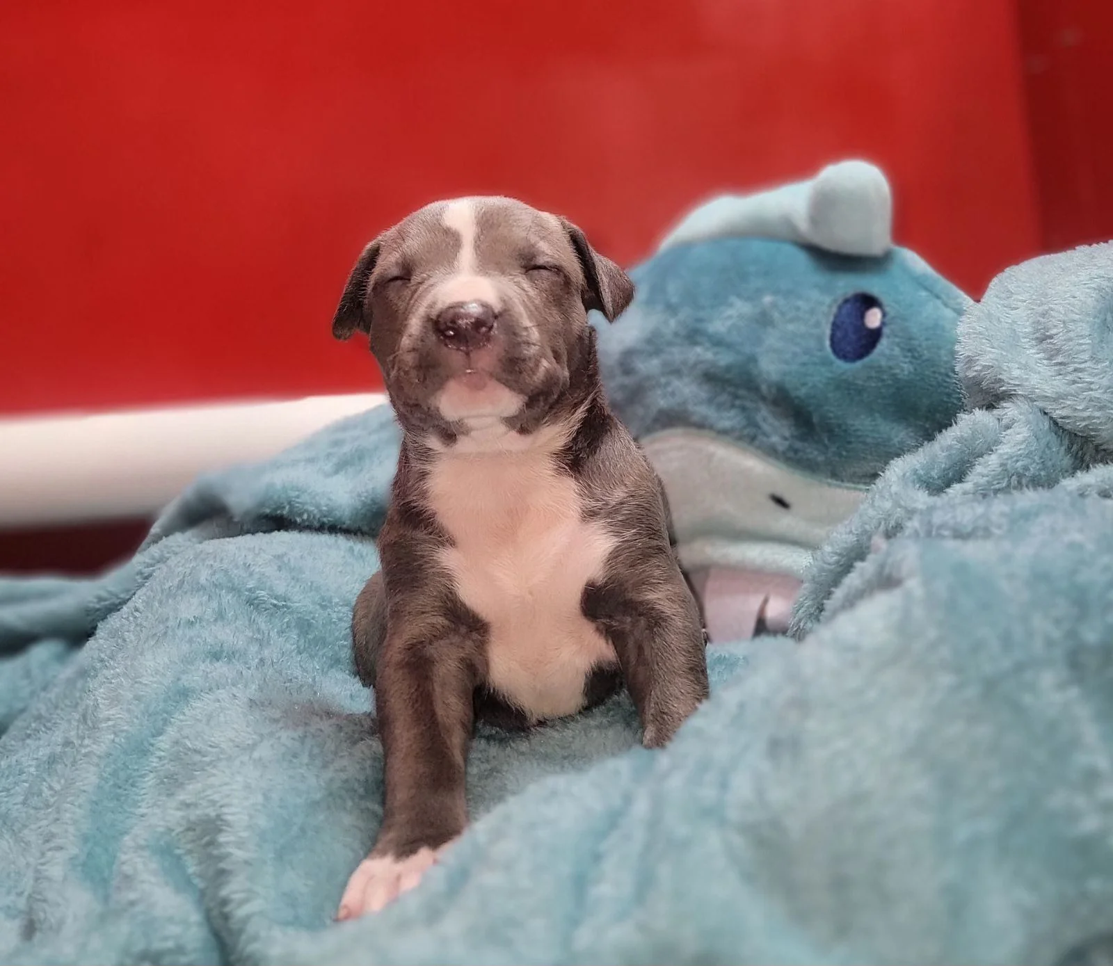 Life at Bullies Galore Kennels - Happy American Bully Dogs in Savannah GA 10