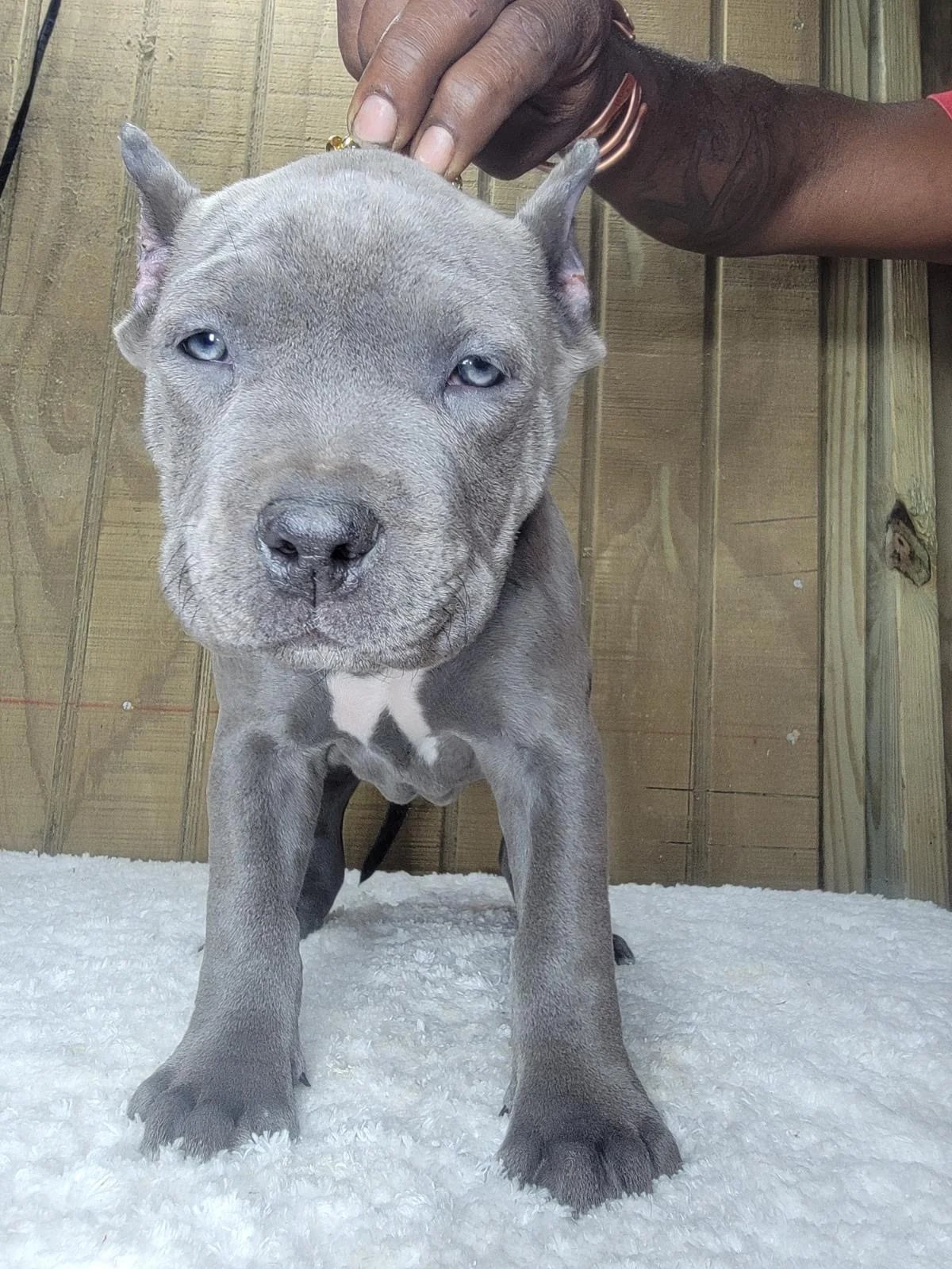 Life at Bullies Galore Kennels - Happy American Bully Dogs in Savannah GA 8