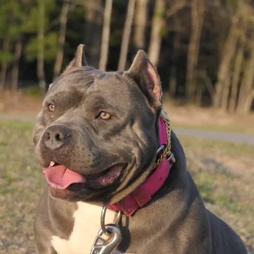Life at Bullies Galore Kennels - Happy American Bully Dogs in Savannah GA 1